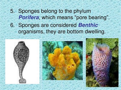 marine invertebrates powerpoint    id