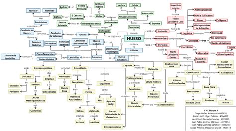 Mapa Conceptual Hueso Histología y Biología Celular Studocu