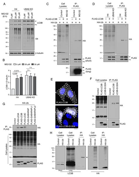 Negative Regulation Of Autophagy By UBA6 BIRC6mediated Ubiquitination