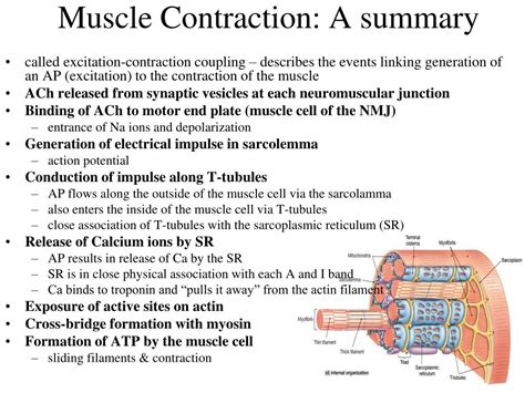 Muscle Contraction Physiology Ppt