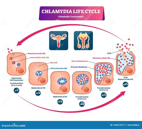 Chlamydia Life Cycle Vector Illustration Labeled Sti Infection Development Stock Vector