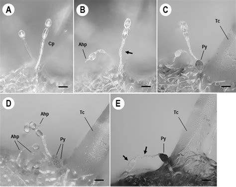 Fungal spore germination | PLOS ONE