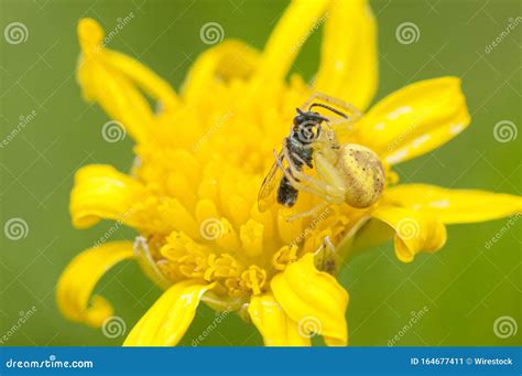 Foto Seletiva De Uma Abelha Sentada Sobre Uma Flor Amarela Fundo