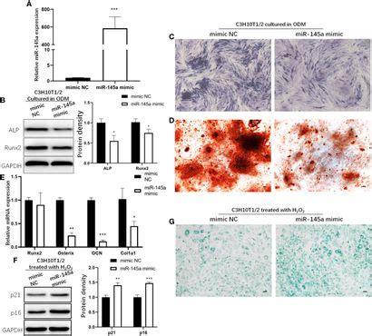 Frontiers The P Mir A Axis Promotes Cellular Senescence And