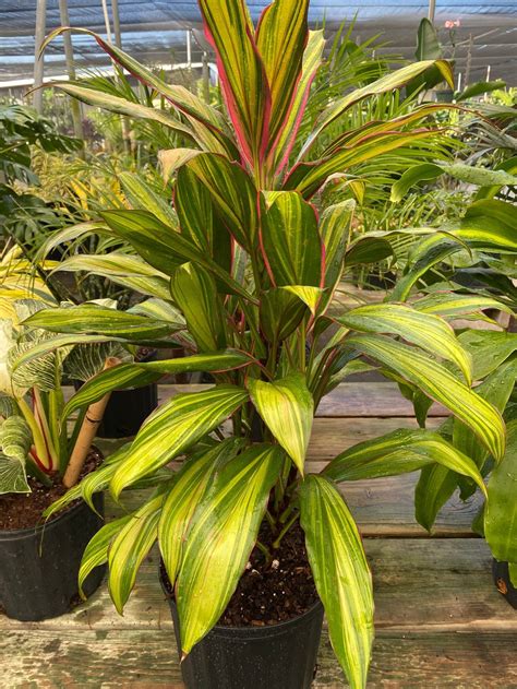 Cordyline kiwi, Hawaiian Ti, Good Luck Plant, Auntie Lou – Eureka Farms