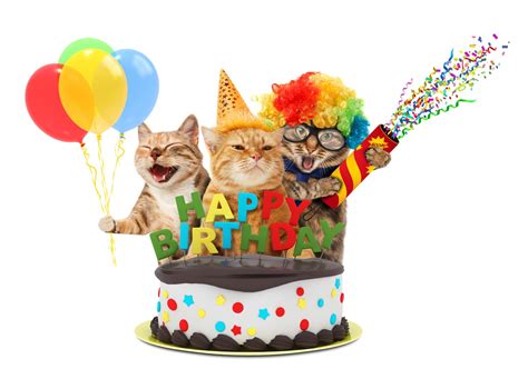 Best Cat Cakes Images On Pinterest Birthdays Cat Cakes 4 – Telegraph