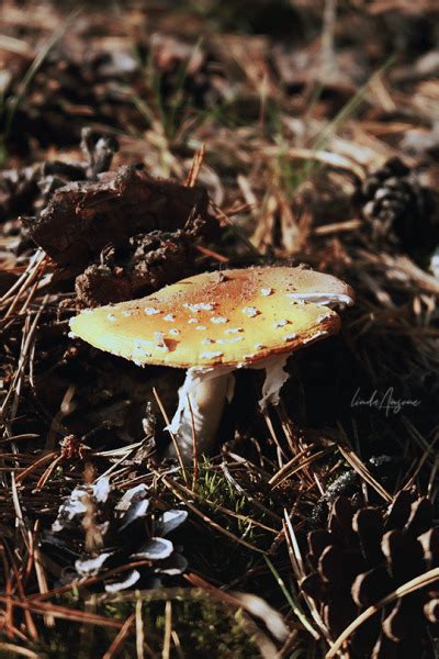 Amanita Muscaria Aka Fly Agaric Tumbex