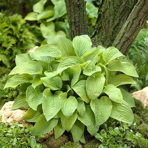 Buy Hosta August Moon affordable | Gardens4You.co.uk