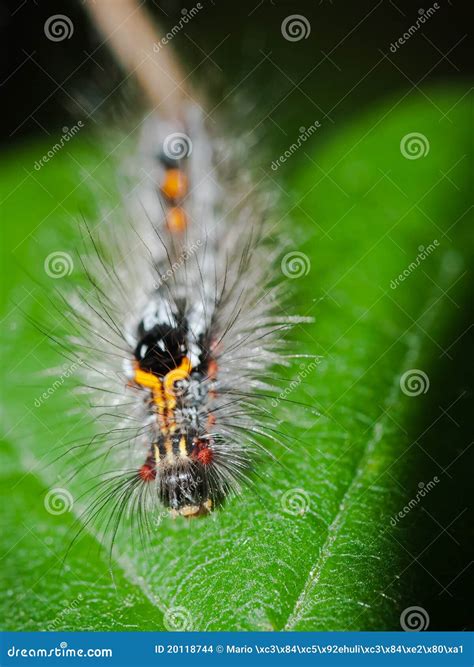 Caterpillar on green leaf stock photo. Image of nature - 20118744