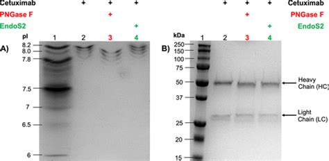 Site Specific Conjugation Of Native Antibody Transglutaminase Mediated