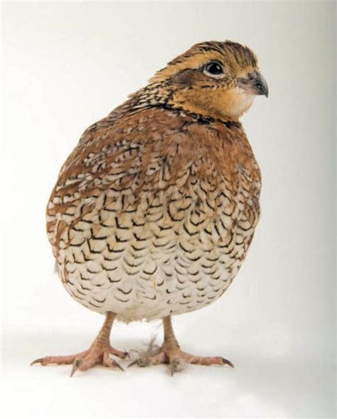 Portrait Of A Female Northern Bobwhite Quail Colinus Virginianus