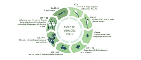 Imagen Relacionada Ciclos De Vida Pediculosis Piojos