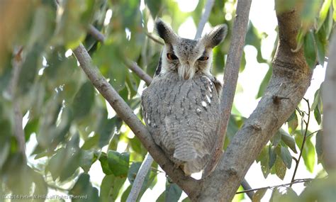 Owl Northern White Face Ptilopsis Leucotis Ethiopia World Bird Photos