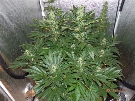 Strain Gallery White Widow Royal Queen Seeds Pic 09121404177331609