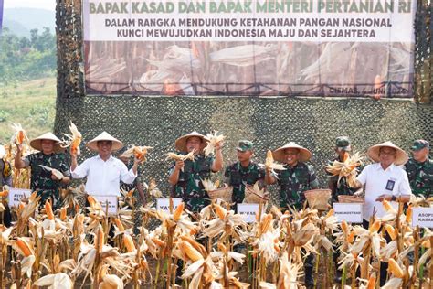 Kasad Panen Raya Jagung Dan Singkong Di Lahan Ketahanan Pangan Kostrad