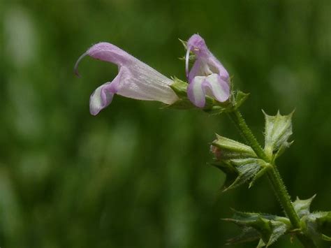 Salvia Taraxacifolia Dandelion Leaved Sage This Little Per Flickr