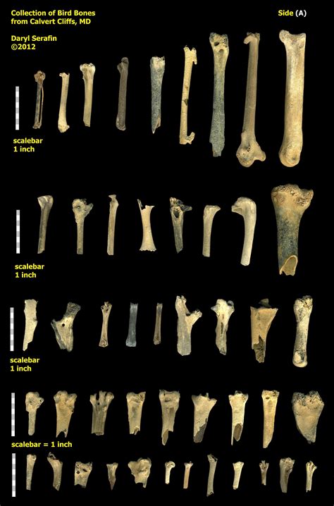 Calvert Bird Bone Collection - Fossil ID - The Fossil Forum