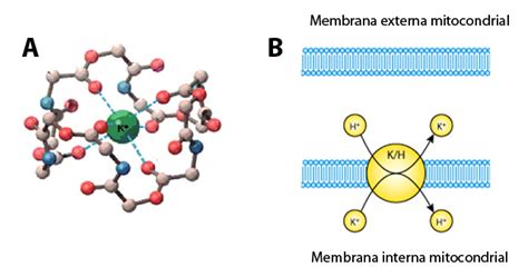 La Bioenerg Tica Las Mitocondrias Y La Fosforilaci N Oxidativa