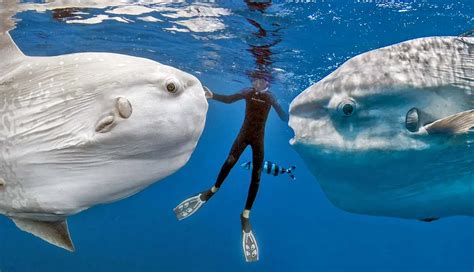 5 Amazing Facts about the Ocean Sunfish | PetMojo