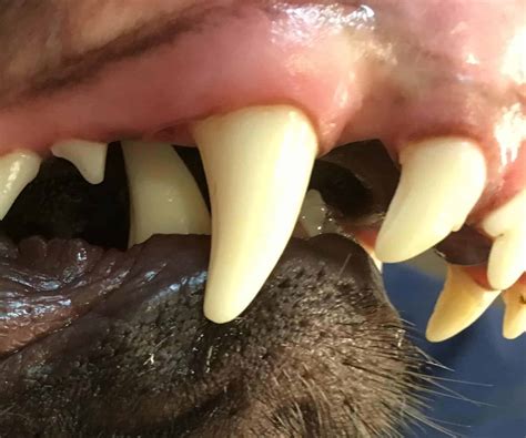 Base Narrow Canines The Ultimate Guide Sydney Pet Dentistry