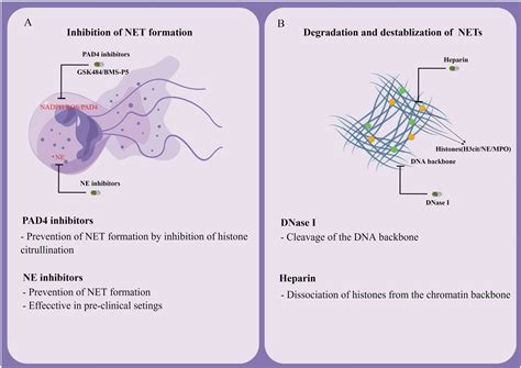 Frontiers Neutrophil Extracellular Traps And Complications Of Liver