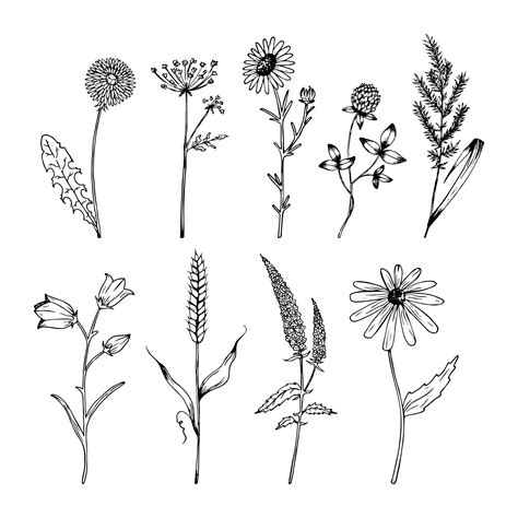 Premium Vector Hand Drawn Wildflowers Set In Realistic Style