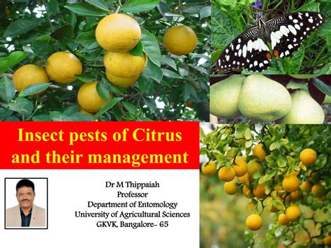 Insect Pests Of Citrus And Their Management Ppt