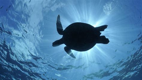 Sea Turtle Computer Wallpapers - Wallpaper Cave