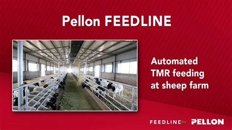 Automated Tmr Feeding At Sheep Farm Pellon Feedline Youtube