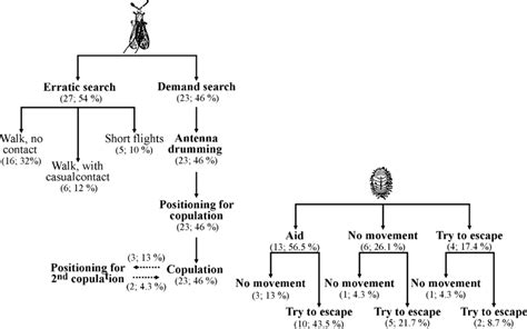 Ethograms For Mating Behavior Of Planococcus Citri Risso Males Left Download Scientific