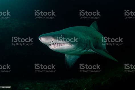 Ragged Tooth Shark Stock Photo - Download Image Now - Animal Teeth ...