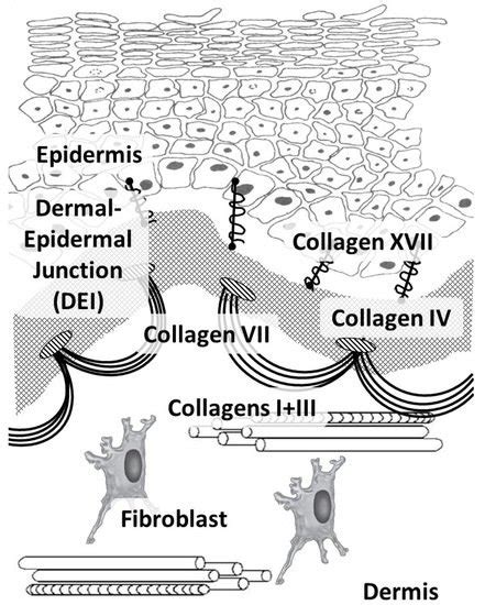 Skin Collagen Fiber Turnover And Functioning Encyclopedia MDPI