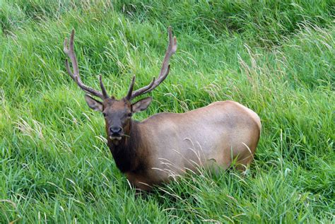 VI-WILDS - Roosevelt Elk - Vancouver Island Wildlife