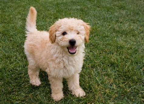 Meet Insta Famous Mini Goldendoodles With Photos Rocky Kanaka