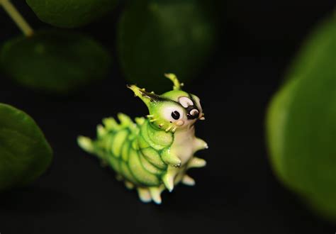 Japanese Emperor Caterpillar