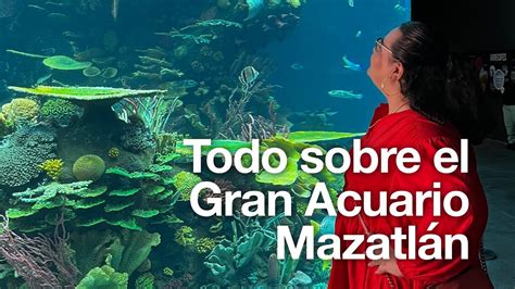 Precios Para Visitar El Gran Acuario Mazatl N Youtube