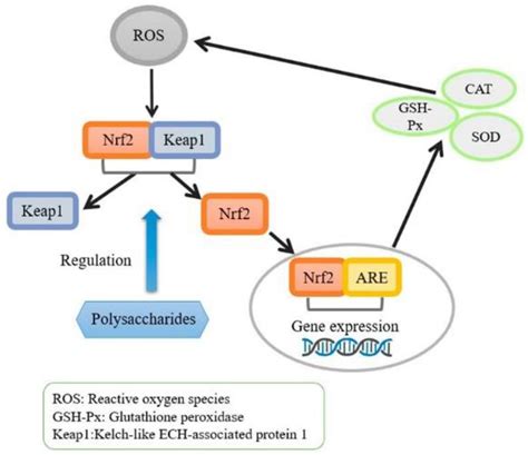 Foods Free Full Text Extraction Structural Characterization Biological Functions And