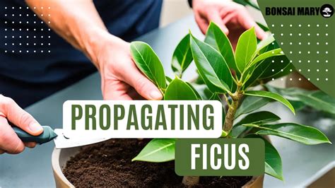 Ficus Propagation Guide: Tips for Success