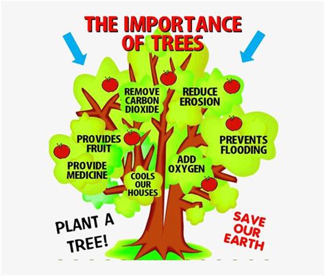 Image Of The Importance Of Trees Important Of Plants In Our Life PNG