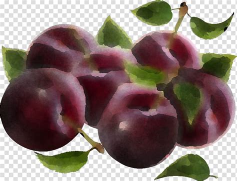 European Plum Fruit Plant Natural Foods Purple Violet Superfood Tree