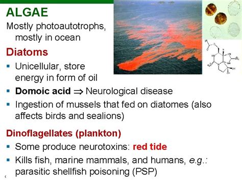 Ch The Eukaryotes Fungi Algae Protozoa And