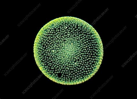 Volvox Green Algae Light Micrograph Stock Image C0522788