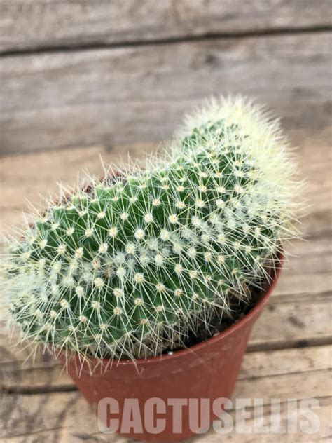 Sh Mammillaria Spinosissima Subs Pilcayensis F Cristata