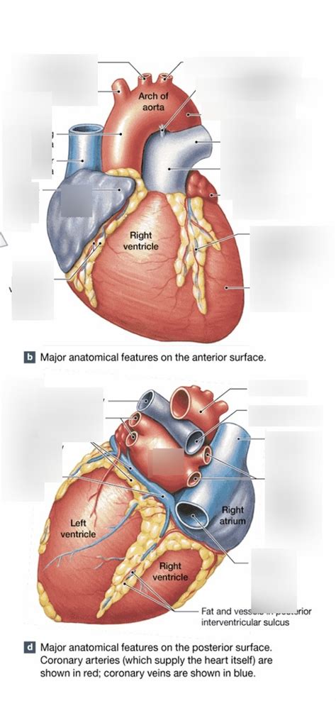 Practical 1 Heart Part 2 Diagram Quizlet