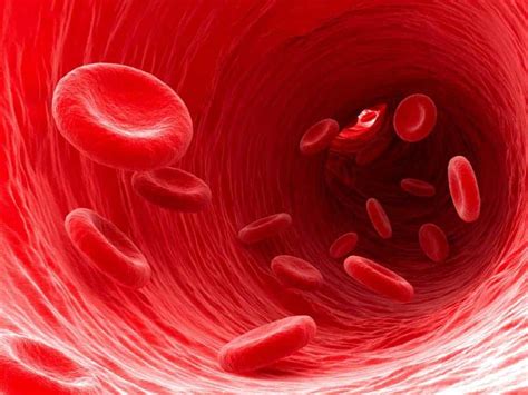 Blood Volume And Hemoglobin Understanding Differences Between Women