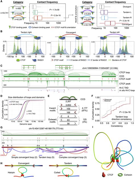 Ctcf Mediated Human D Genome Architecture Reveals Chromatin Topology