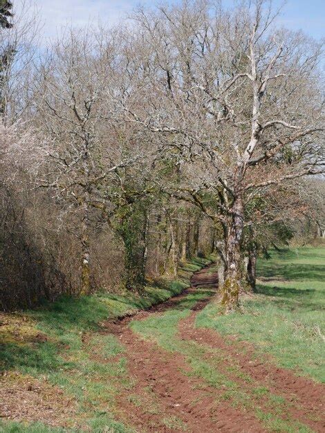 Premium Photo Bare Trees On Grassy Field