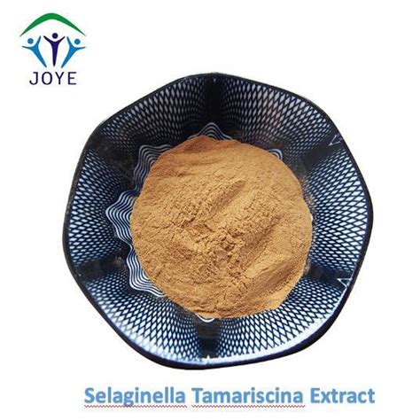 Selaginella Tamariscina Extract Selaginella Extract Amentoflavone