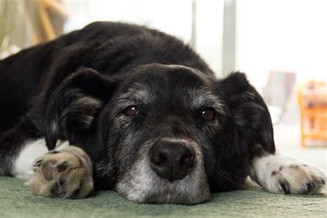 Gastroenterite Em Cachorro O Que E Como Tratar Petlove