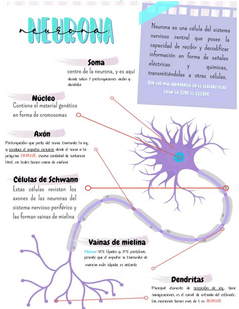 Predecir Salto Claraboya Todas Las Partes De La Neurona Y Sus Funciones